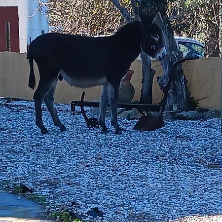 Casa Janeiro Alentejo Villa Portalegre Eksteriør bilde